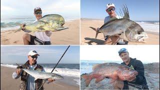 Cabo's Surf Fishing Seasons.