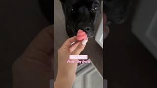 Fruity pupsicle dog treat recipe