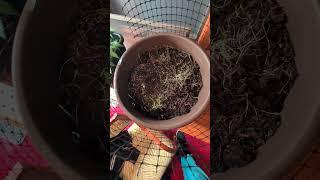 Nothin gonna stop us now.  @EmilyWellsThesisAndInstinct #cat #chillgarden #gardening #garden