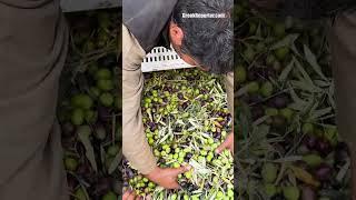 Harvesting Olives on the island of Evia, Greece