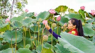 Harvest Lotus, Red Grapefruit Goes to Market sell | Thanh Farm