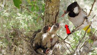 Baby bulbul stretching their bodies toward mom to get spider from her beak @BirdPlusAnimals