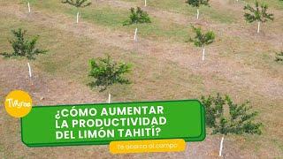 ¿Cómo aumentar la productividad del limón tahití? - TvAgro por Juan Gonzalo Angel Restrepo