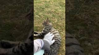 | Cute Cat |  turkish cat | Kucing Turki | Gemesin