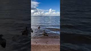Ducks