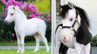 Cute And funny horse Videos Compilation cute moment of the horses Cutest Horse #13