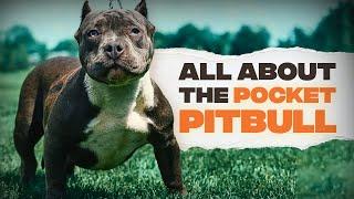 Pocket Pitbull: Everything You Need To Know