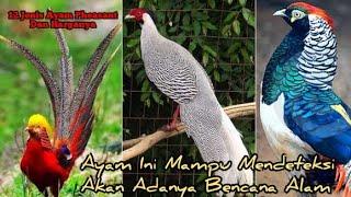 12 Jenis Ayam Pheasant Beserta TIPS Cara Merawat & Harganya