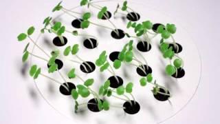 Click And Grow Time Lapse