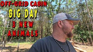 EXPANDING THE OFF-GRID HOMESTEAD tiny house homesteading off-grid, cabin build, DIY, HOW TO, sawmill