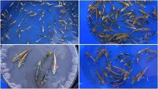 My Koi Breeding Project - Part 20  - Fourth selection of first spawning