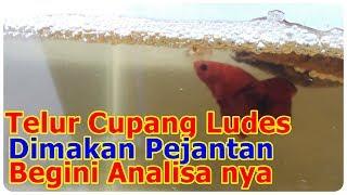 Penyebab Ikan CUPANG Jantan MAKAN TELUR!!!