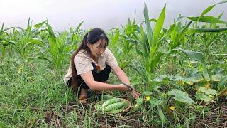 Girl harvesting cucumbers to sell - Daily Life Thuy