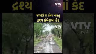 કાળિયાર અભયારણ્યમાં એક સાથે અનેક કાળિયાર રસ્તેથી પસાર થતા નજરે પડ્યાં, અદભુત Video વાયરલ