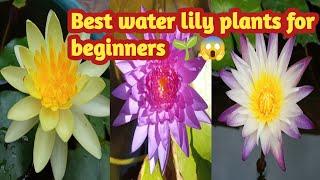 Best water lily plants for beginners 