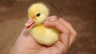 Cute Duckling - A Funny Duck Videos Compilation || NEW HD