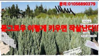 문그로우 이렇게 키우면 작살납니다.
