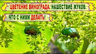  Тихий и КРАСИВЫЙ ВРЕДИТЕЛЬ на винограде. Жук цветоед БРОНЗОВКА тоже любит виноград.