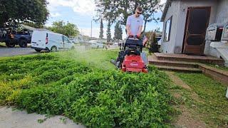 OVERGROWN Lawn INFESTED With Clover Gets A Satisfying CLEANUP