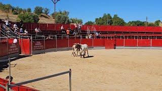  MUCHO CUIDADO! TOROS PELIGROSOS EN LA PLAZA