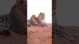 African Leopard Animal