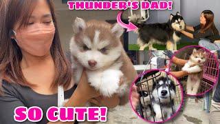 Are We Getting A New Puppy? | Kennel Visit! | Husky Pack TV