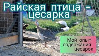 Цесарка - райская птица. Вы просили о цесарках.