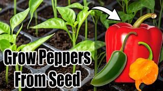 Best Way to Start Pepper Seeds Indoors (or Outdoors)! ️🫑