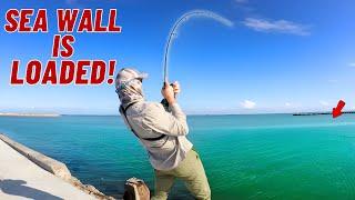 This Sea Wall is LOADED! - Corpus Christi Bay TX Fishing