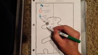 Exogenous vs Endogenous Pathways