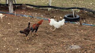 Kümeste son durum (Ligorin horozu ve Hint horozlarımız ) ( Leghorn rooster )