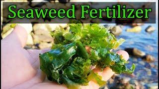 Seaweed Fertilizer - 4 Easy Ways To Amend Your Garden With Seaweed