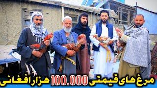 کلنگی نامدار کابل|100.000هزار افغانی قیمت یک مرغ کلنگی|Kabul Famous and Precious  Roosters|کابل قدیم