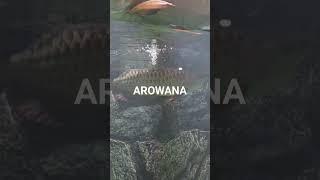 AROWANA # Dragon  Fish# Shorts# Fish