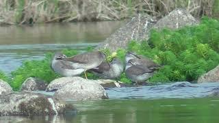P0057　Oita River　Grey-Tailed Tattler Flock　12 Birds