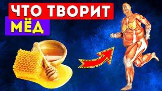 Польза и вред меда для организма человека