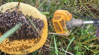 amazing harvesting Honey - cutter machine