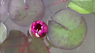 만성산 뿌리공원 성씨 유래비 [역리학당 오원재]
