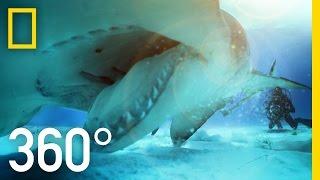 360° Great Hammerhead Shark Encounter | National Geographic