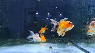 Deutsche Nachzuchten Thai Oranda - by Hello Goldfish