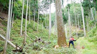 A Japanese lumberjack cuts down a 210-year-old giant tree! But a shocking event!