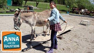 Esel | Information für Kinder | Anna und die Haustiere