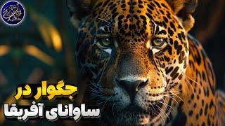 آیا جگوارها میتوانند در ساوانای آفریقا زندگی کنند؟