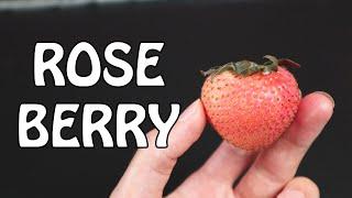 ROSE BERRY: Pink Strawberry Taste Test - Weird Fruit Explorer Ep 391