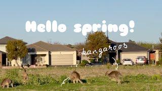 Wild Kangaroos in Spring