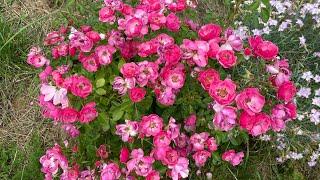 Angela is one of the most prominent floribunda roses in my Ukrainian rosaruim garden