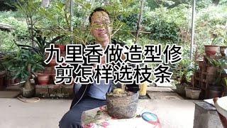 九里香修剪做造型怎样选枝条How to choose branches for pruning and styling Gulixiang