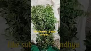 sandhya creations#curry leaves
