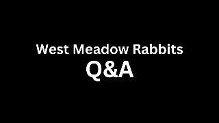 West Meadow Rabbits Live Stream Q&A Recording