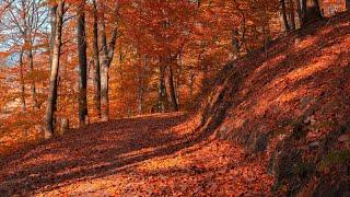 Beautiful Autumn Photography Part 2